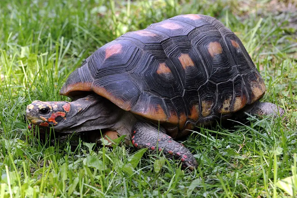 Red-Footed Tortoise