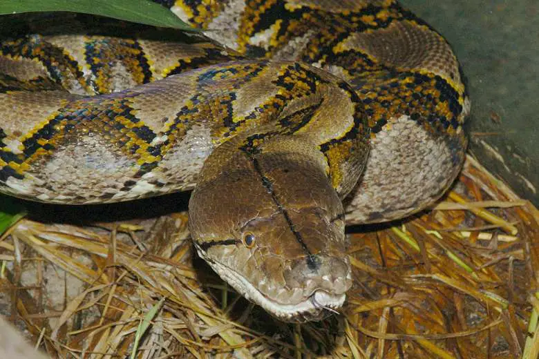 Reticulated Python