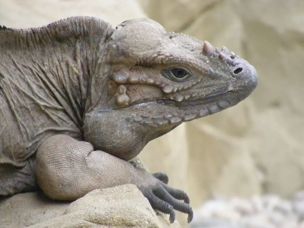 Rhinoceros Iguana