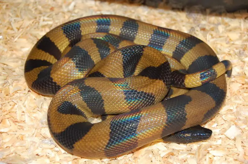 Ringed Python