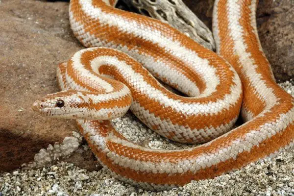 Rosy Boa