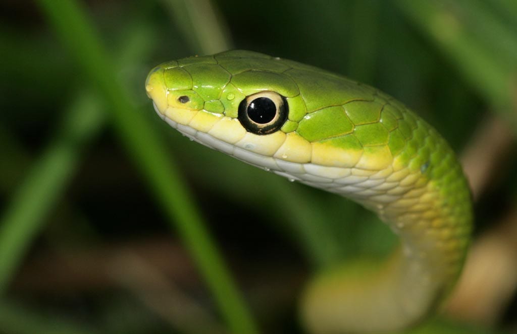 Rough Green Snakes