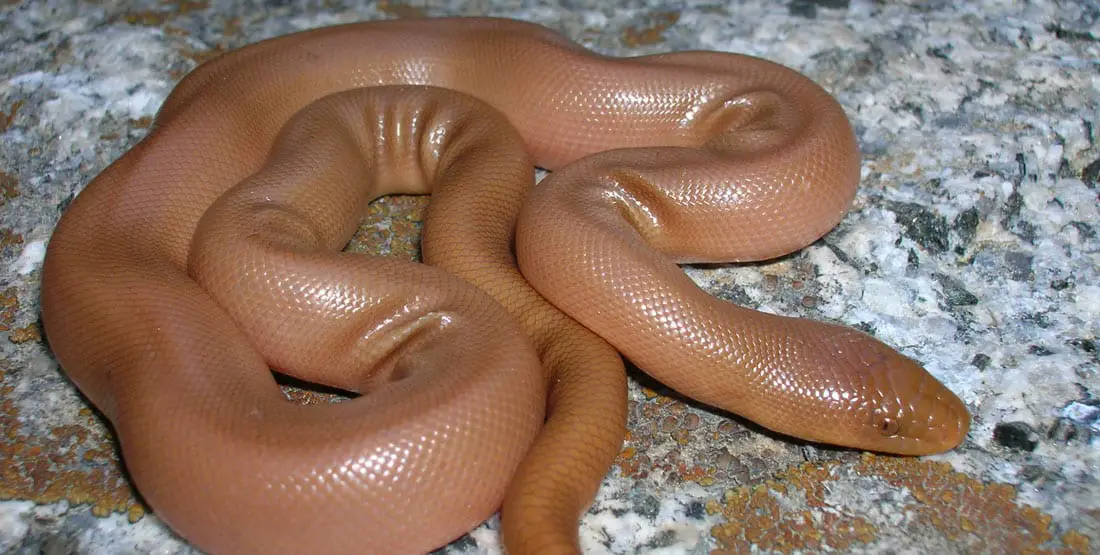 Rubber Boa