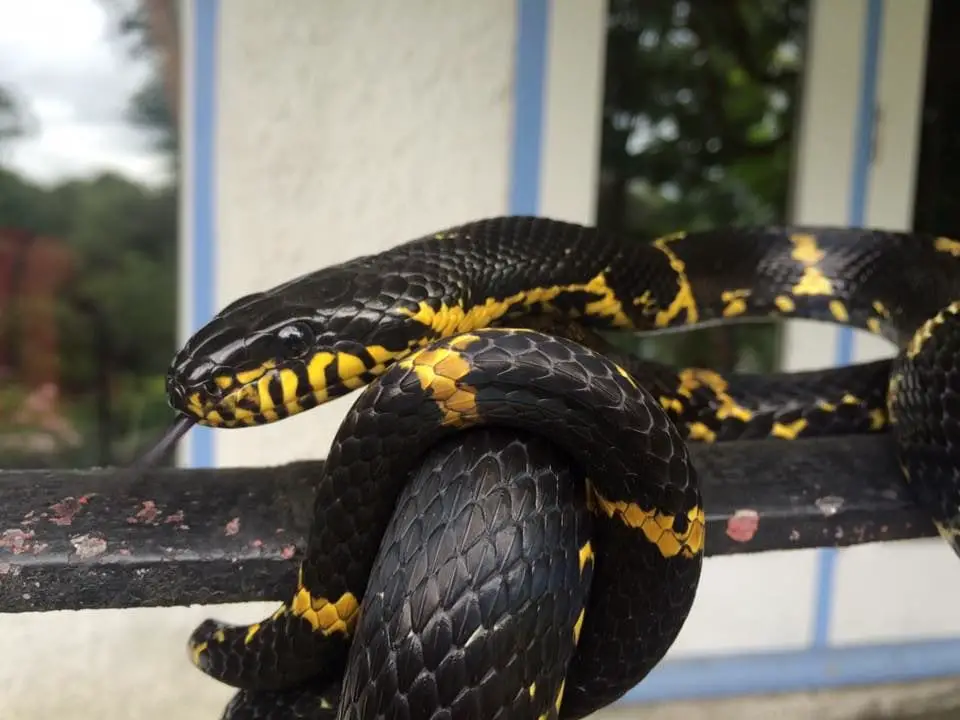 Russian Rat Snake