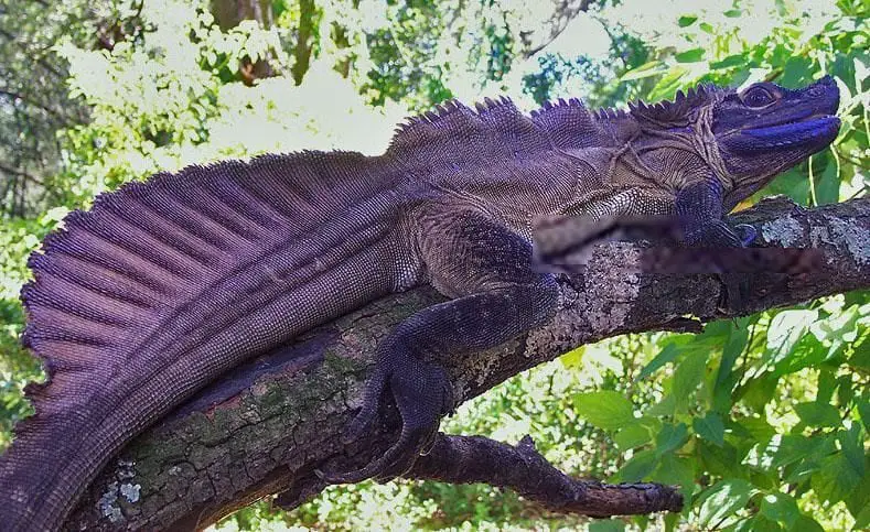 Sailfin Dragon