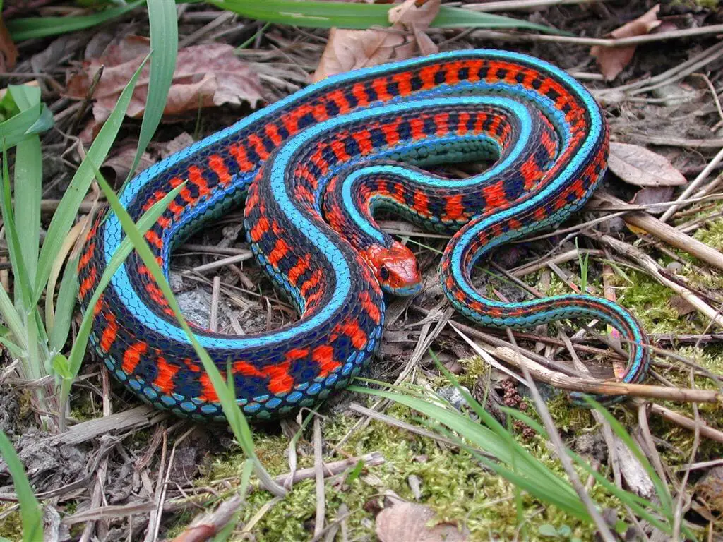 San Francisco Garter Snake