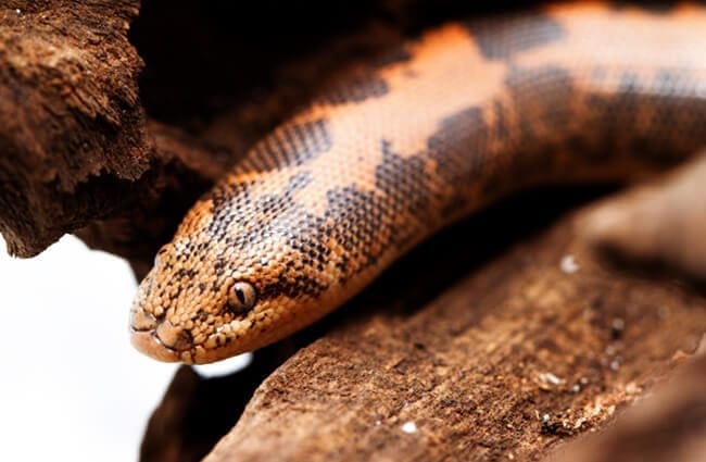 Sand Boa