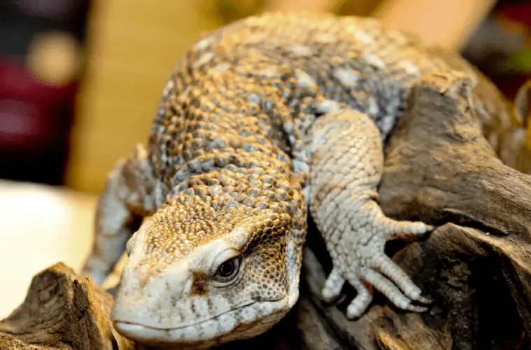 Savannah Monitor