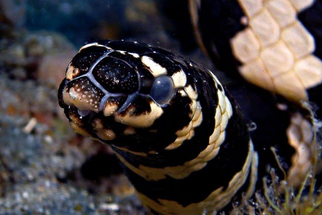 Sea Snake