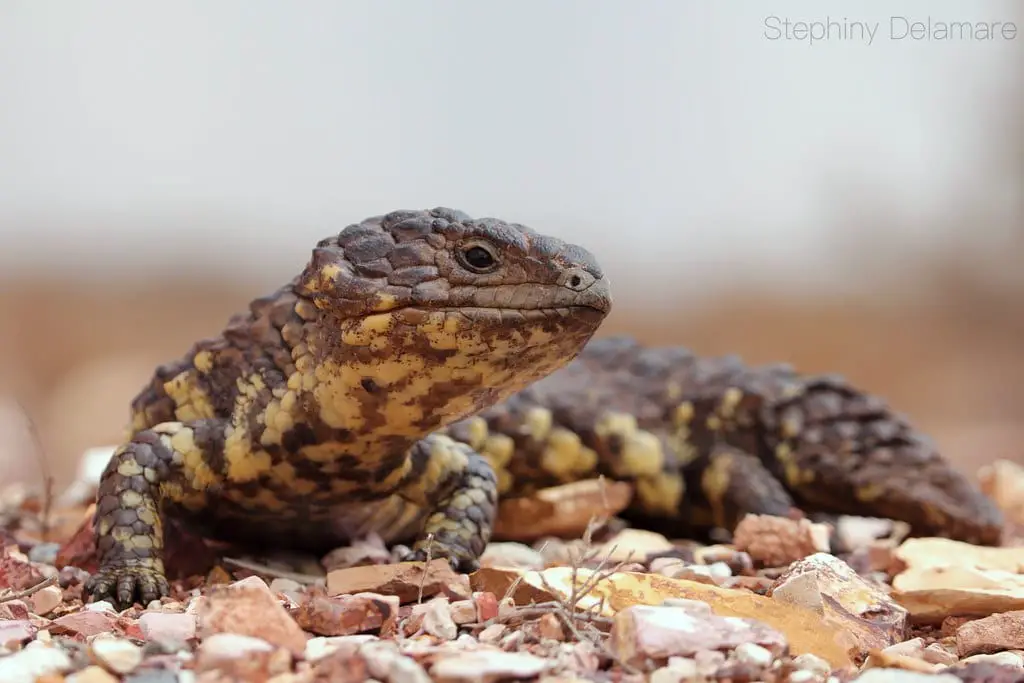 Shingleback Skink