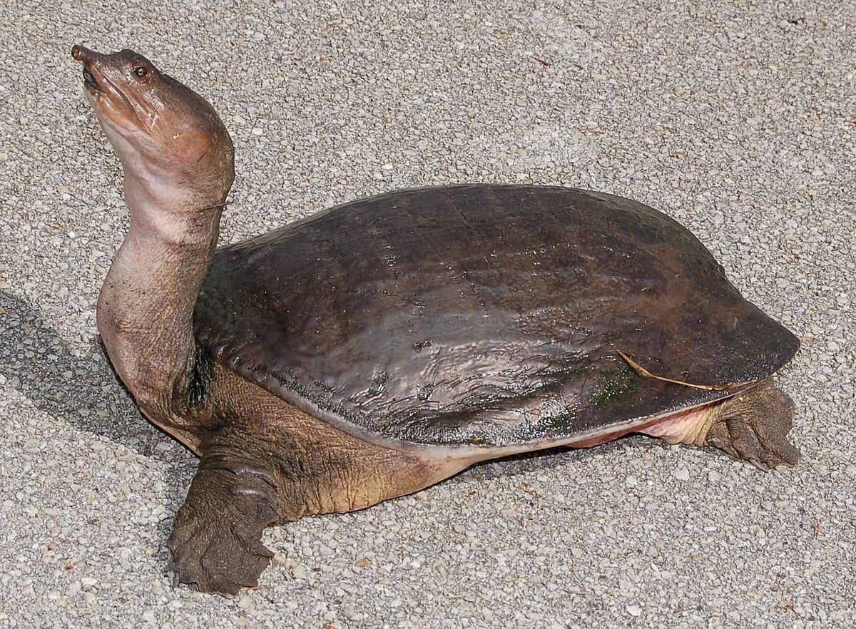 Smooth Softshell Turtle