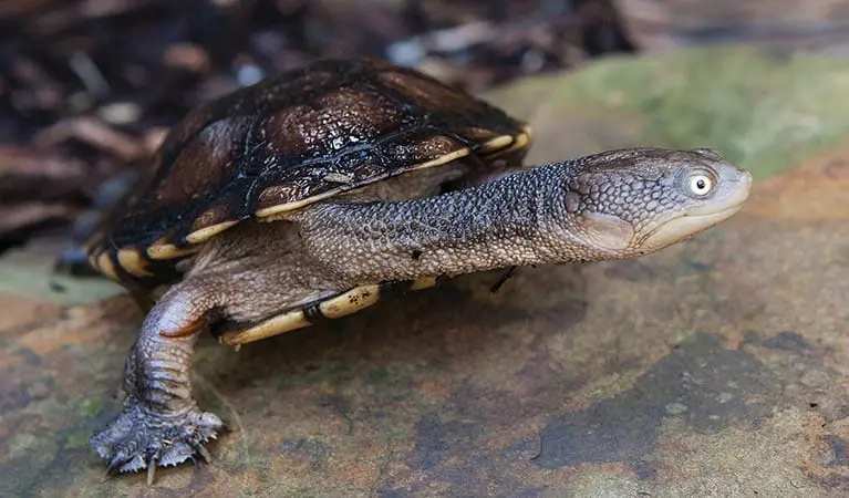 Snake-Necked Turtle