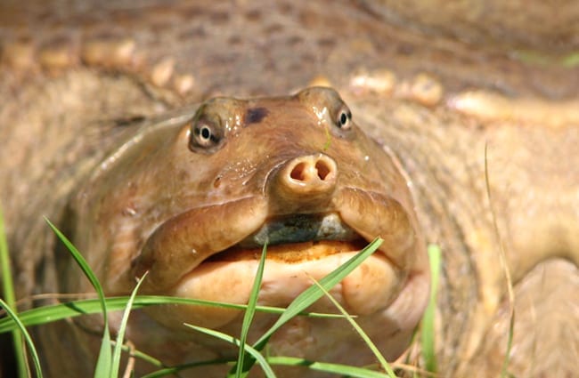 Softshell Turtle