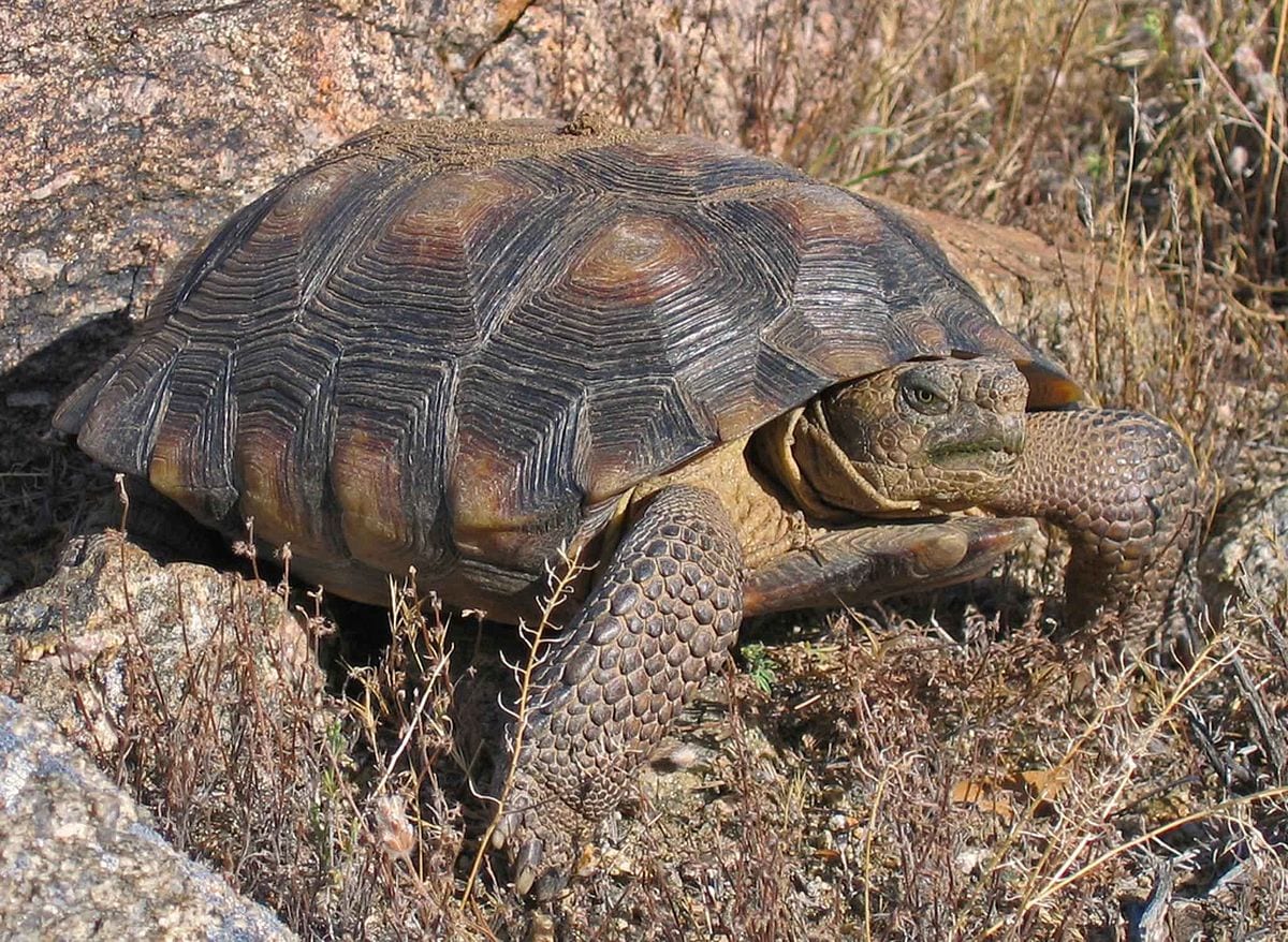 Sonoran Desert Tortoise