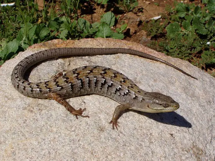 Southern Alligator Lizard