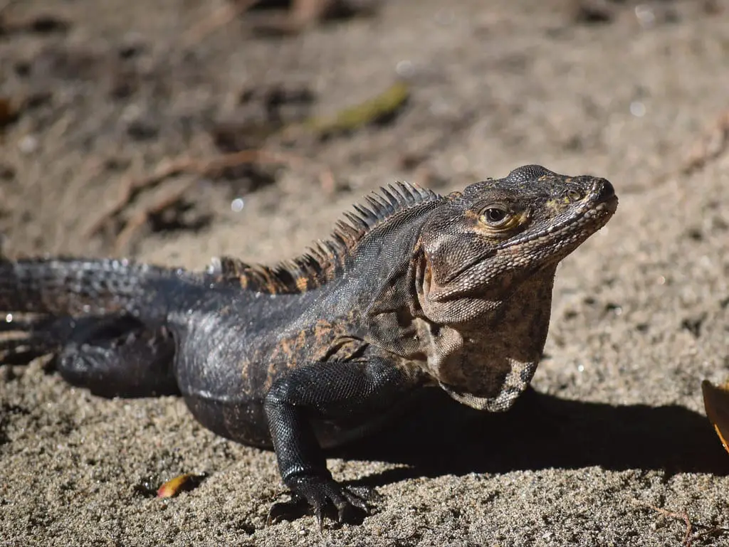 Spiny -Tailed (Black) Iguana