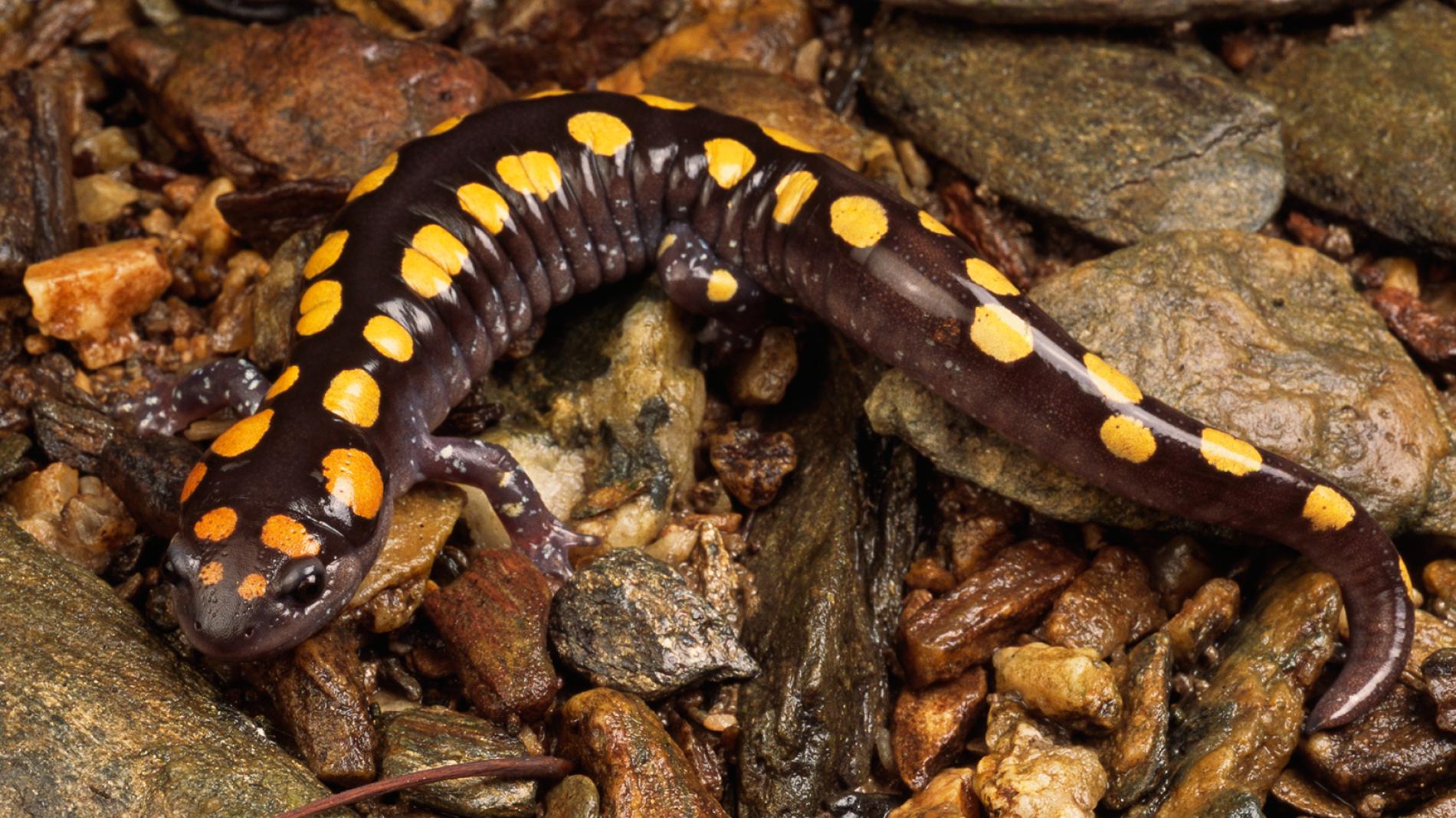 Spotted Salamander