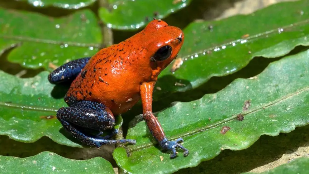 Strawberry Poison Frog