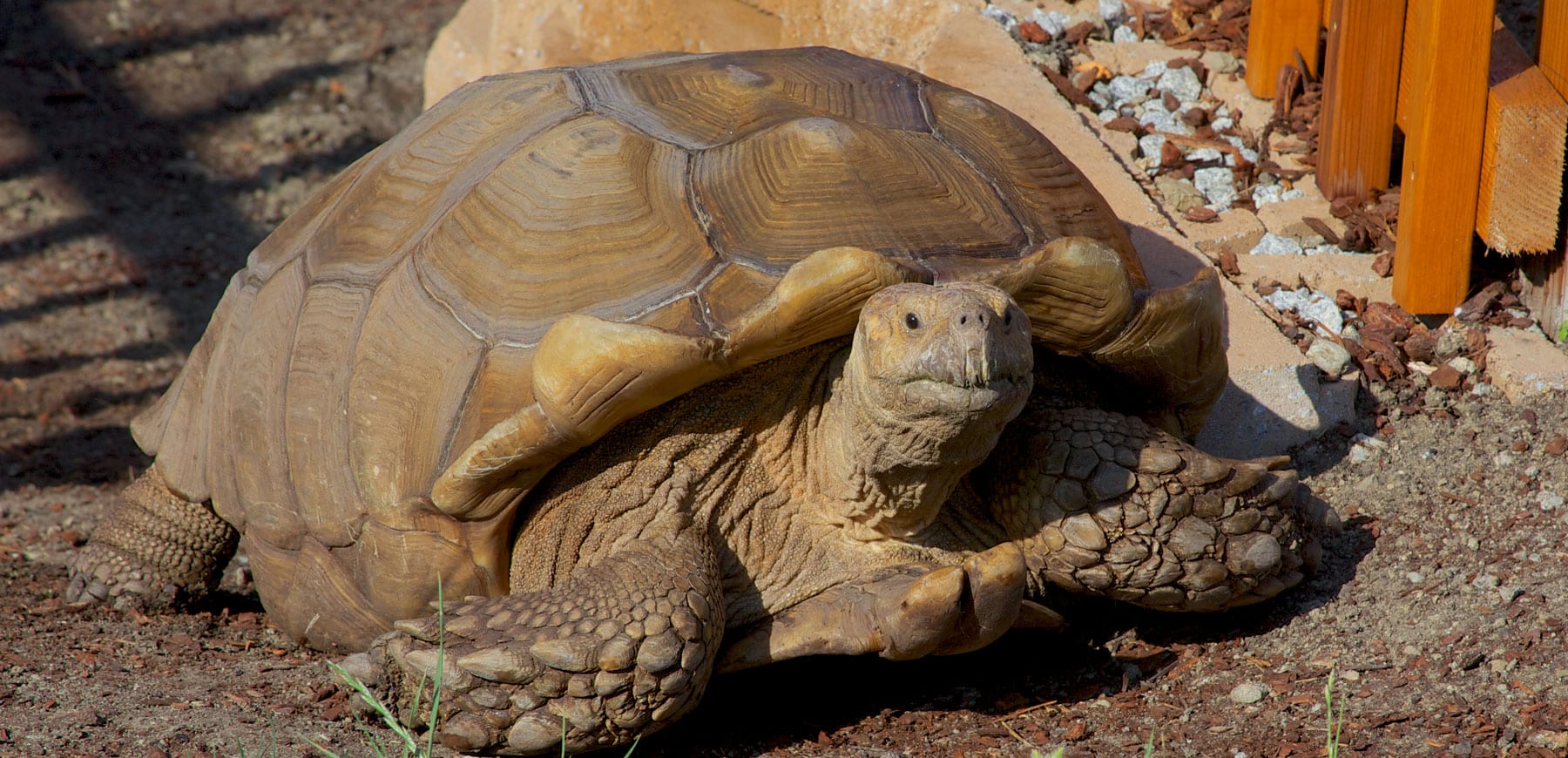 Sulcata Tortoise