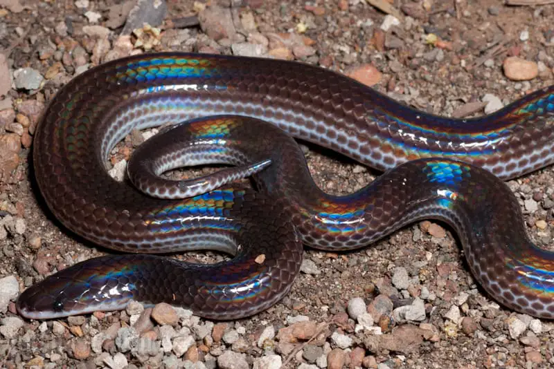 Sunbeam Snake