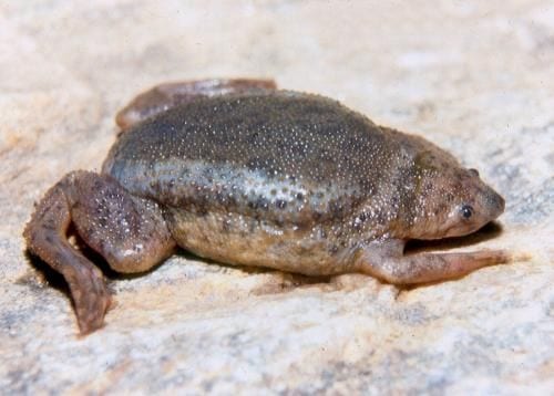 Suriname Toad