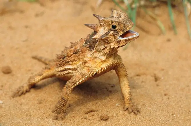 Texas Horned Lizard