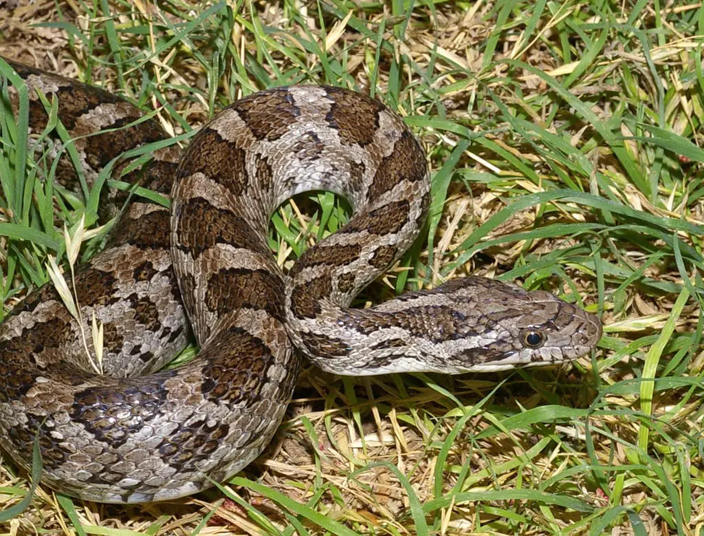 Texas Rat Snake