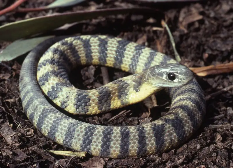 Tiger Snake