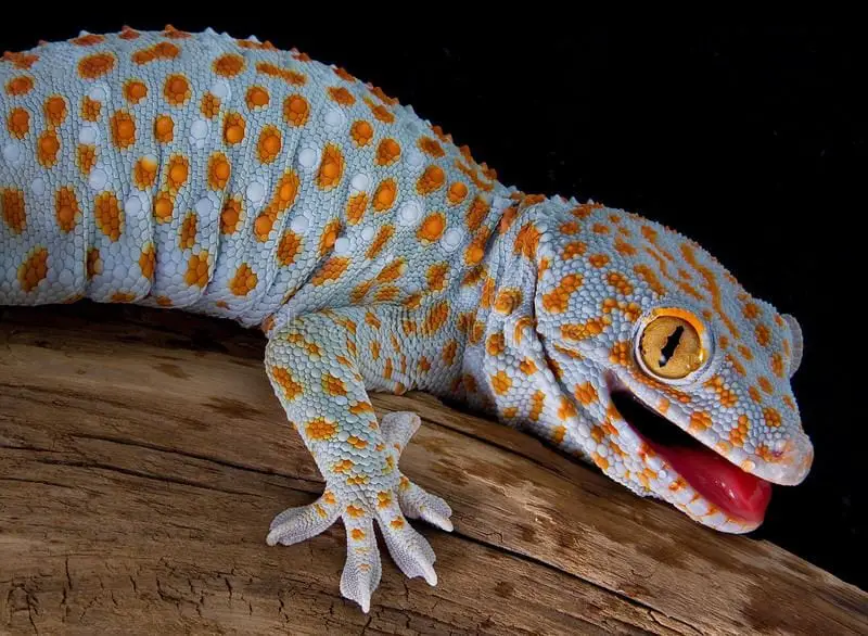 Tokay Gecko