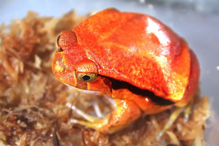 Tomato Frog