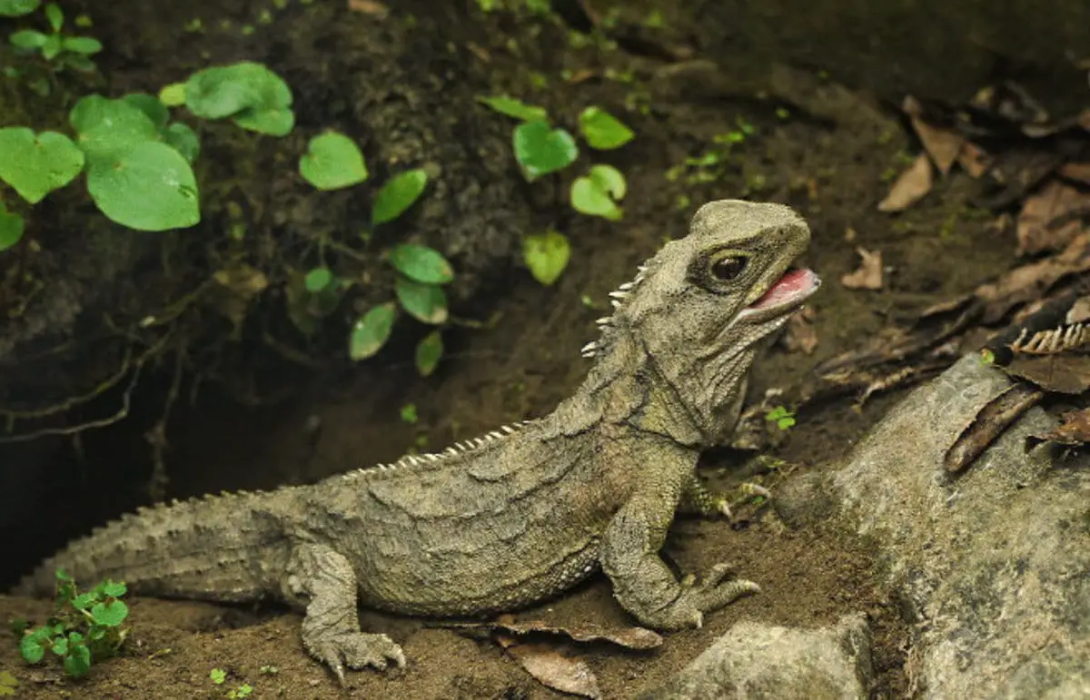 Tuatara