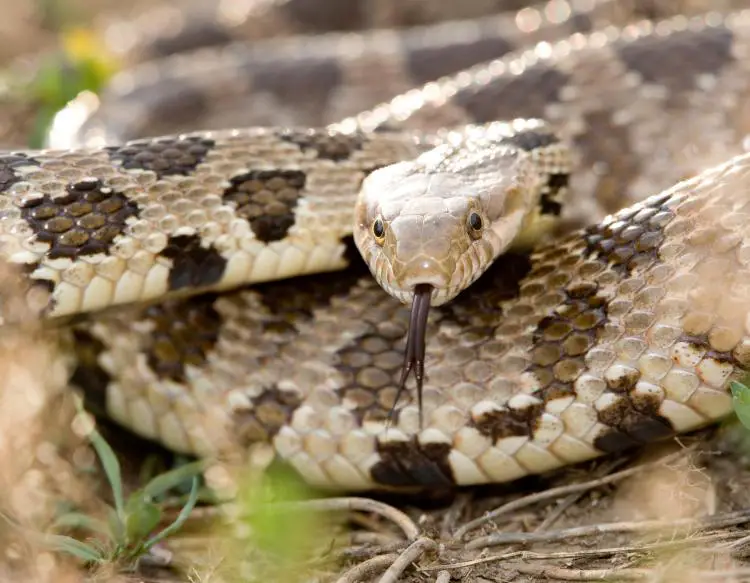 Western Fox Snake