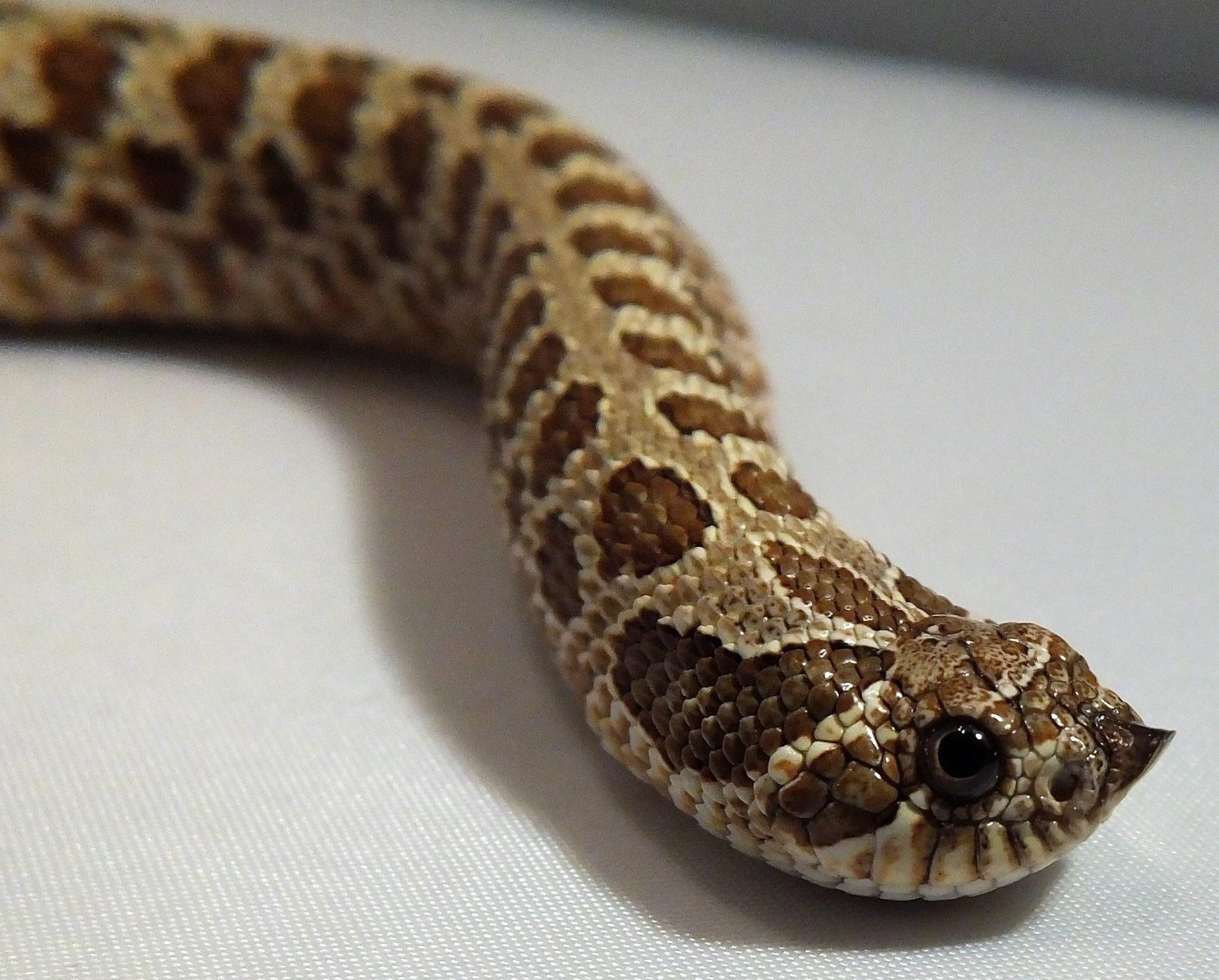 Western Hognose Snake