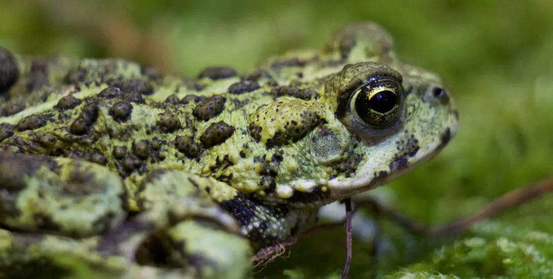 Western Toad