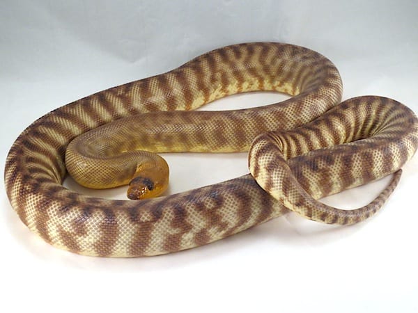 Woma Python