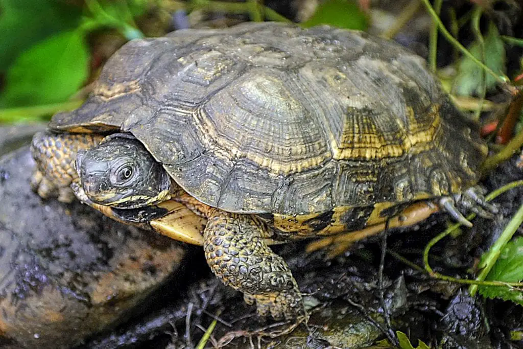 Wood Turtle