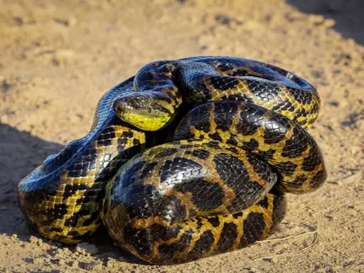 Yellow Anaconda