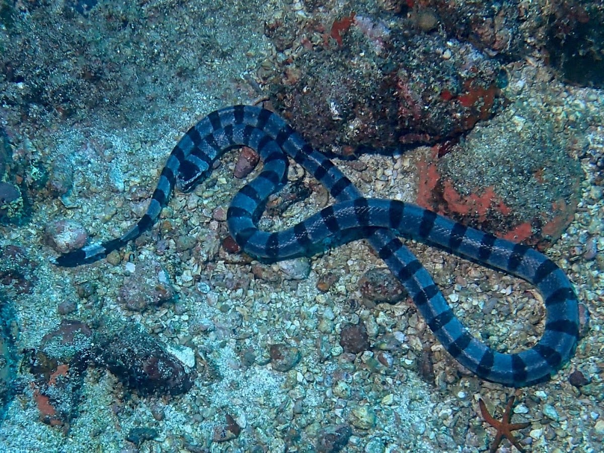 Yellow Lipped Sea Krait