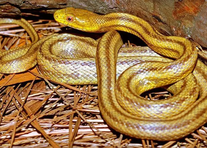 Yellow Rat Snake