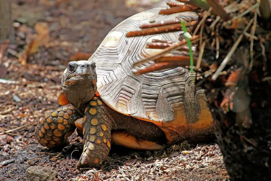 Yellow-footed Tortoise