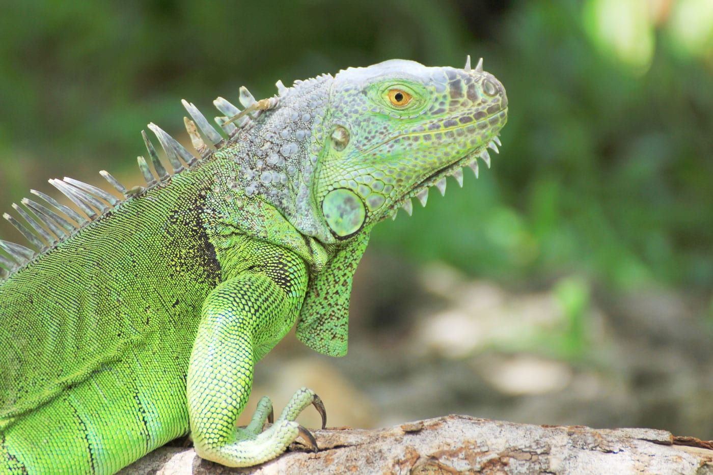 Green Iguanas