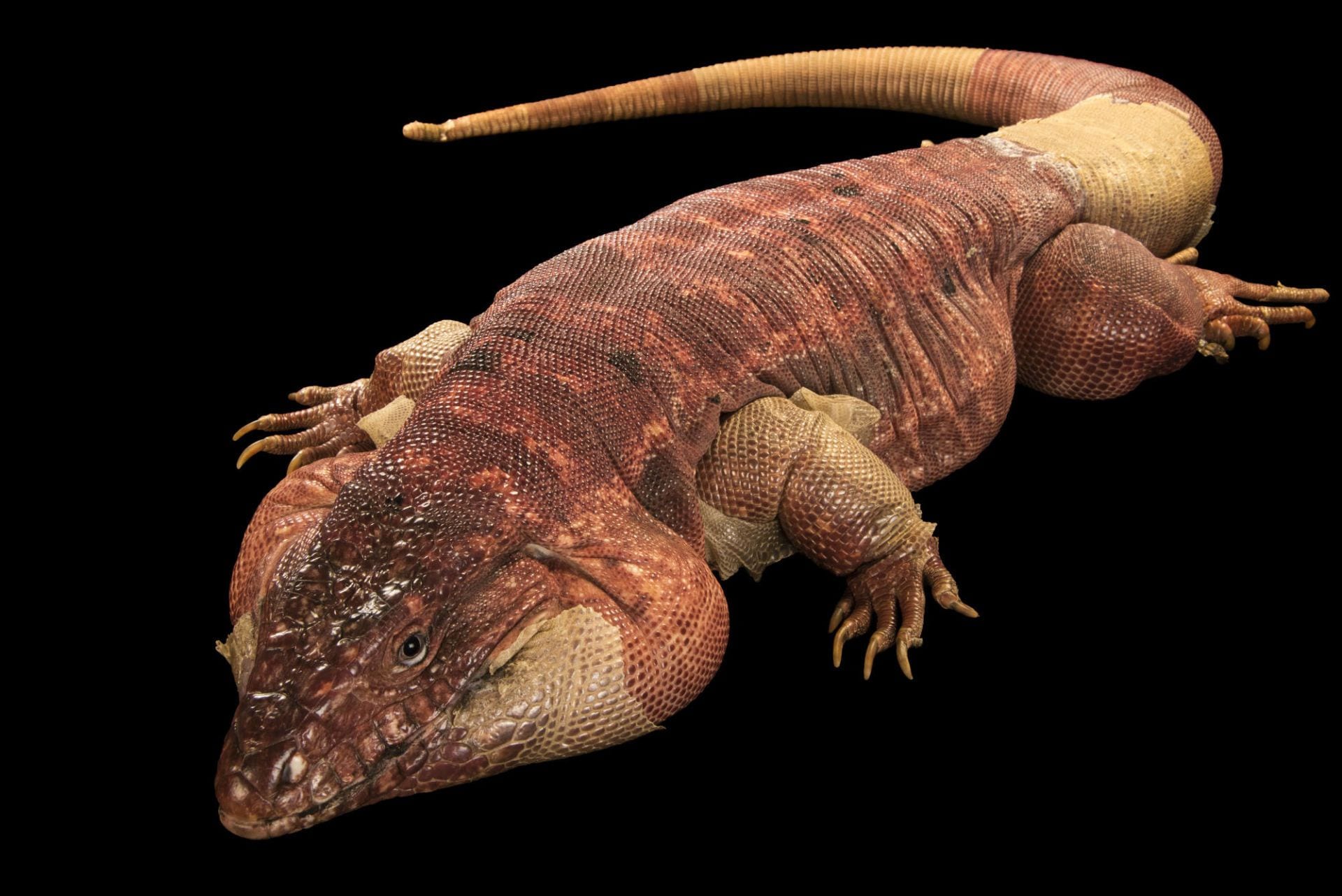 red tegu