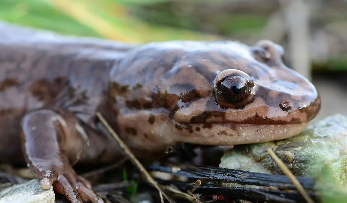 Idaho Giant Salamander